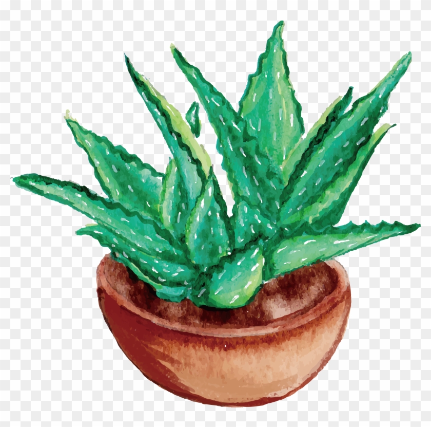 Small Aloe Vera Plant Drawing Stock Vector (Royalty Free) 1780013066 |  Shutterstock