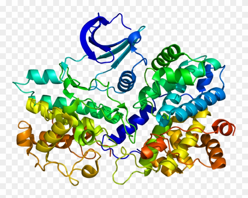 Cyclin Protein #1729503