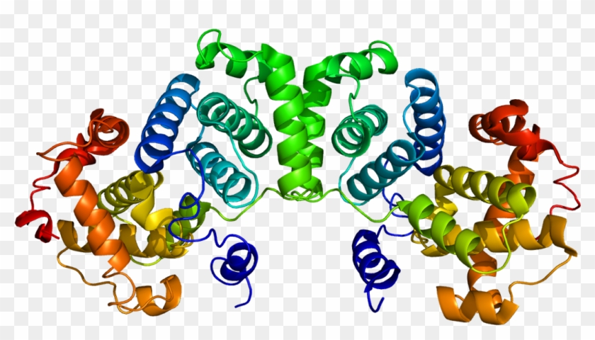 Cyclin B Protein #1729536