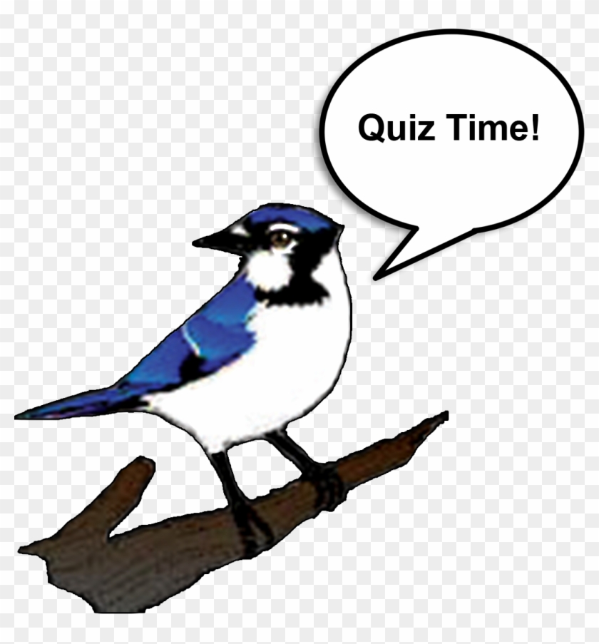 Blue Jay Clip Art, Transparent PNG Clipart Images Free Download - ClipartMax