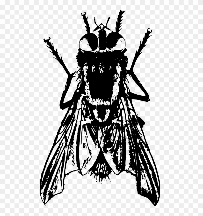 Mosca Disegno - Free Transparent PNG Clipart Images Download