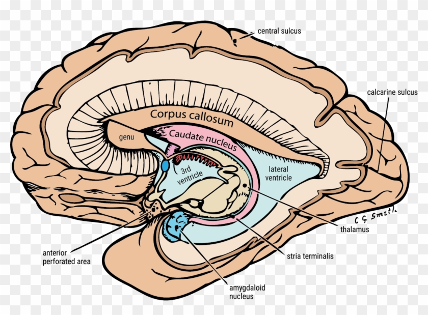 Caudate Nucleus & Amygdala - Caudate Nucleus & Amygdala #1732365