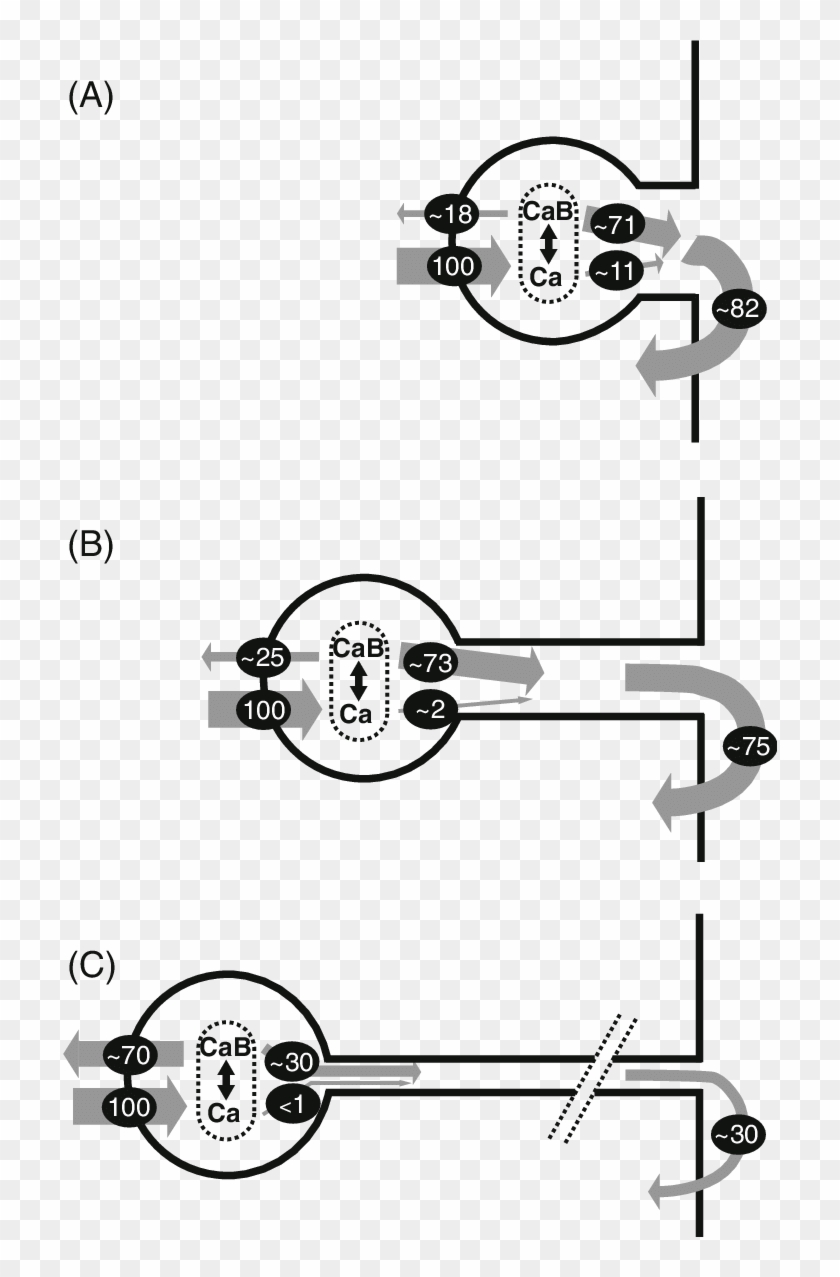 Reactions And Diffusion Of Ca 2 (ca) Entering A Stubby - Diagram #1733714