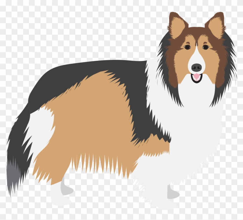 Sheltie - Shetland Sheepdog #1743327