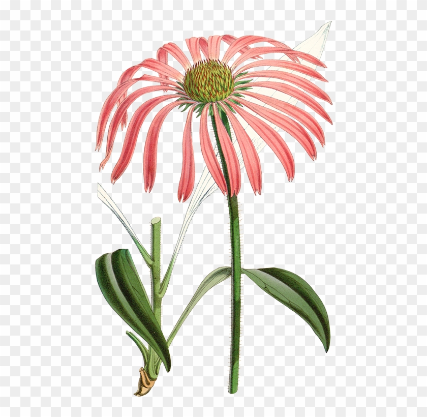 Clip Art Free Echinacoside Commonly Known As Narrowleaved - Echinacea Angustifolia Png #1746593