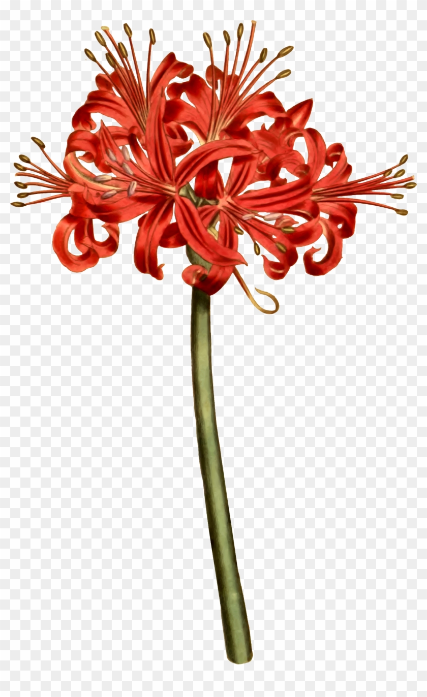 Red Spider Lily Curtis - Red Spider Lily Png #1746610