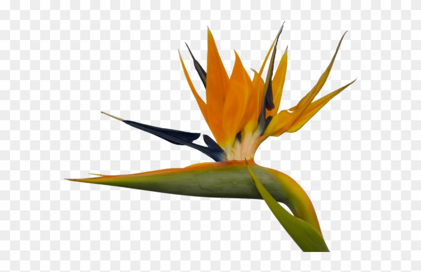 Bird Of Paradise Clipart Paradise Free - Birds Of Paradise Png #1748835