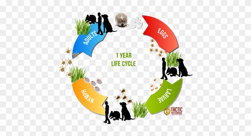 Paralysis Tick Life Cycle - Paralysis Tick Life Cycle #1753135