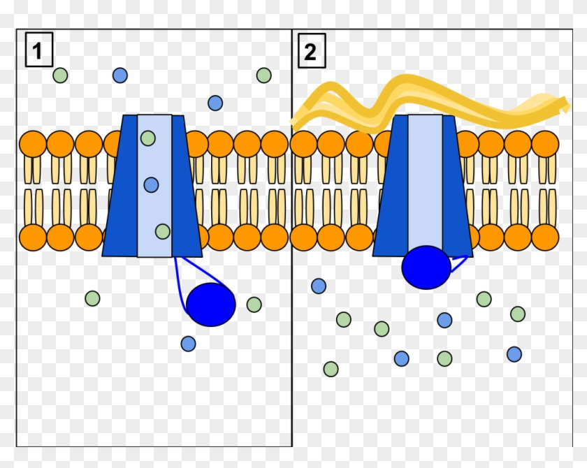 Cftr Protein Panels - Cftr Protein #1758459