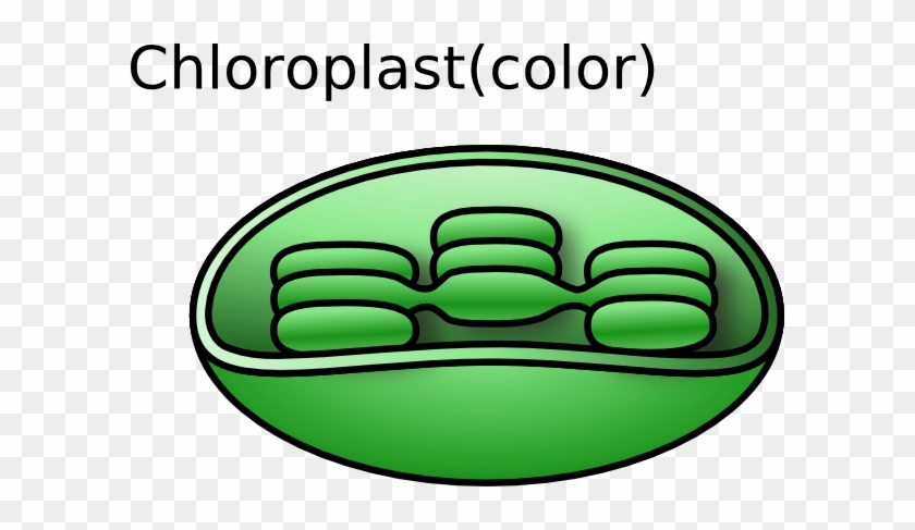 Animal Cell Unlabeled - Chloroplast Clip Art #267716