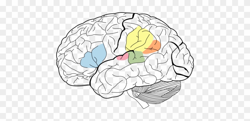 Angular Gyrus - Broca's Area And Wernicke's Area Png #1761677