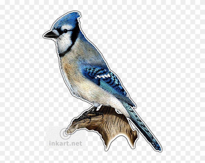 499 X 590 16 - Blue Jay #1763774