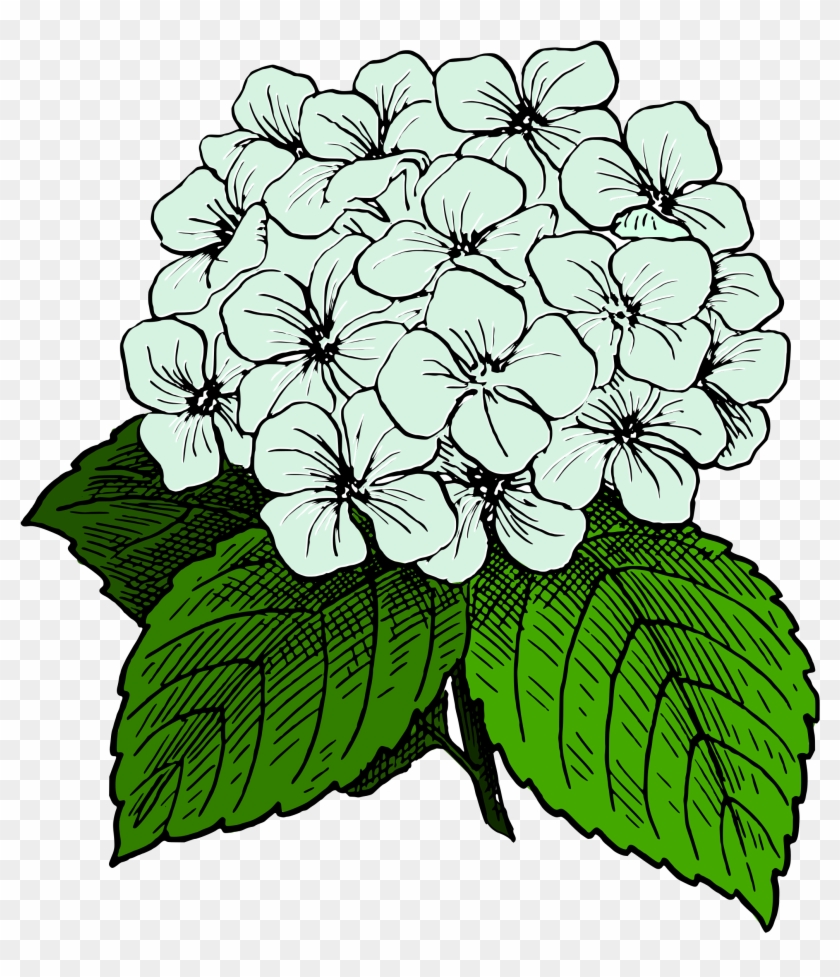 Clipart - White Hydrangeas Clip Art #53222