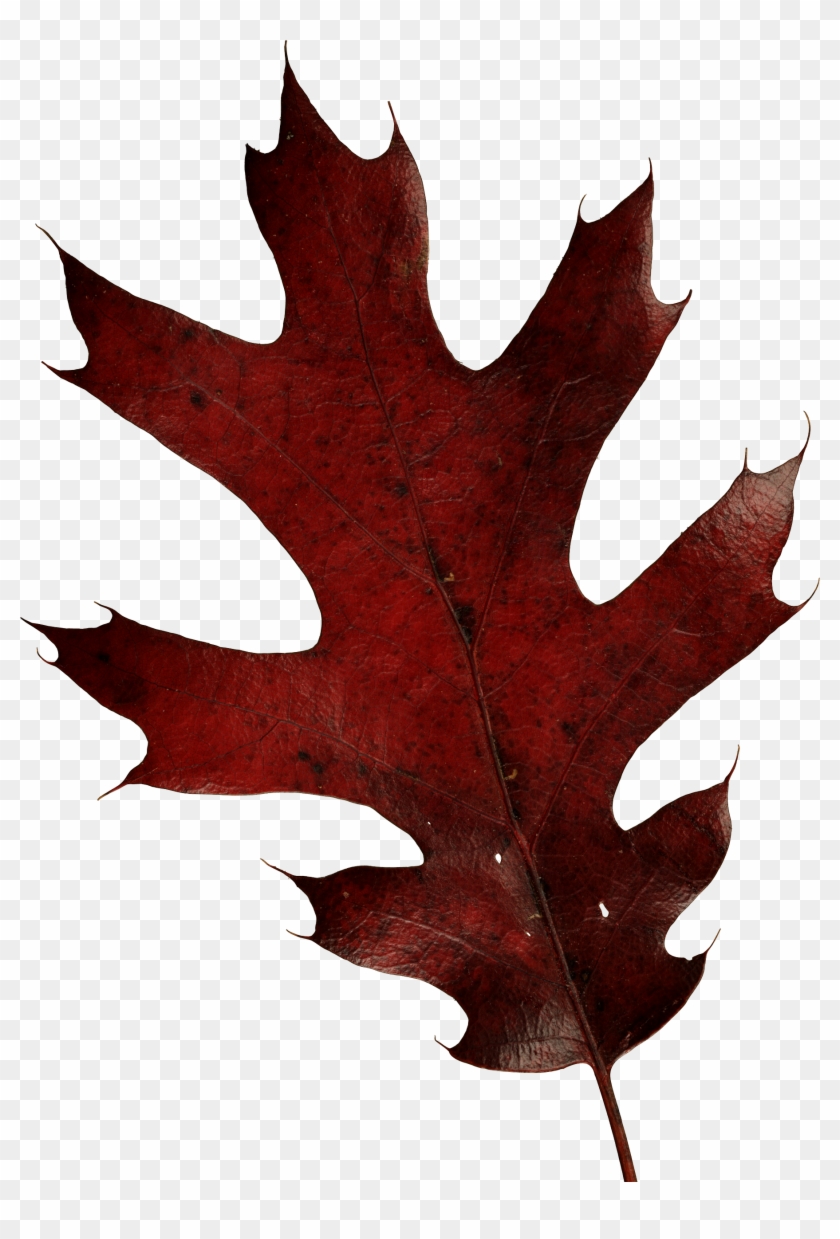 Autumn Png Leaf - Oak Leaf Transparent Background #271506