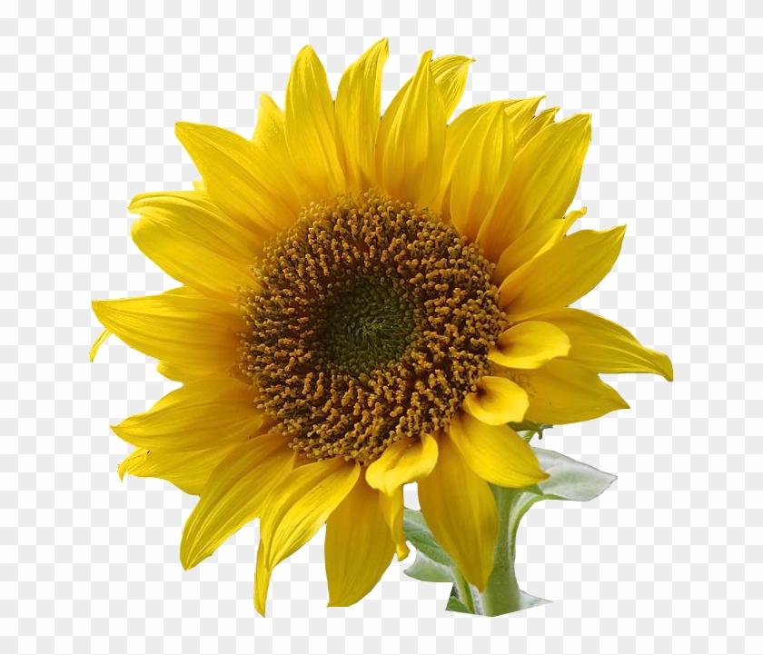 Sunflower Free Sunflower Clip Art Resolution Graphics - Flower With Transparent Background #272021