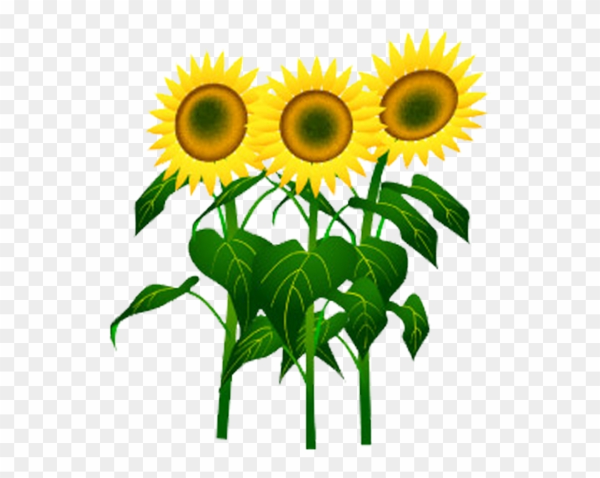 Common Sunflower Cartoon Sunflower Seed 夏 の 花 イラスト 無料 Free Transparent Png Clipart Images Download