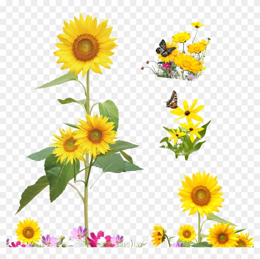 Free Free 303 Sunflower And Butterfly Svg Free SVG PNG EPS DXF File