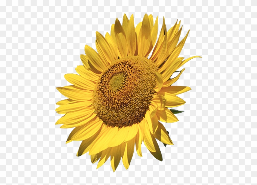Sunflower Clipart - Sunflowers Calendar 2018: 16 Month Calendar #272237