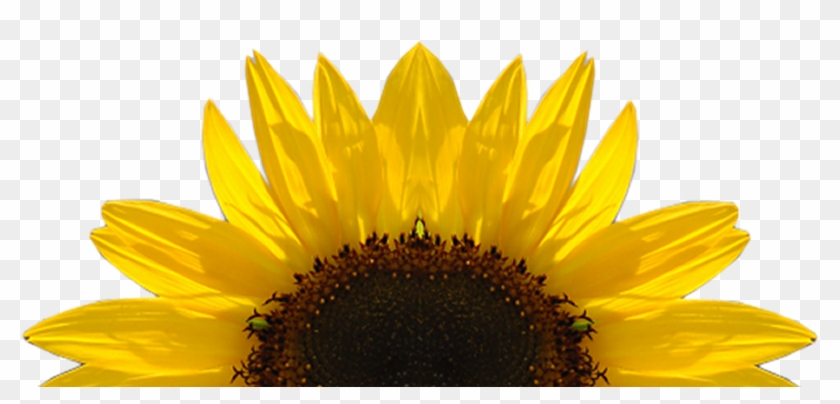 Free Free 285 Sunflower Half Svg Free SVG PNG EPS DXF File