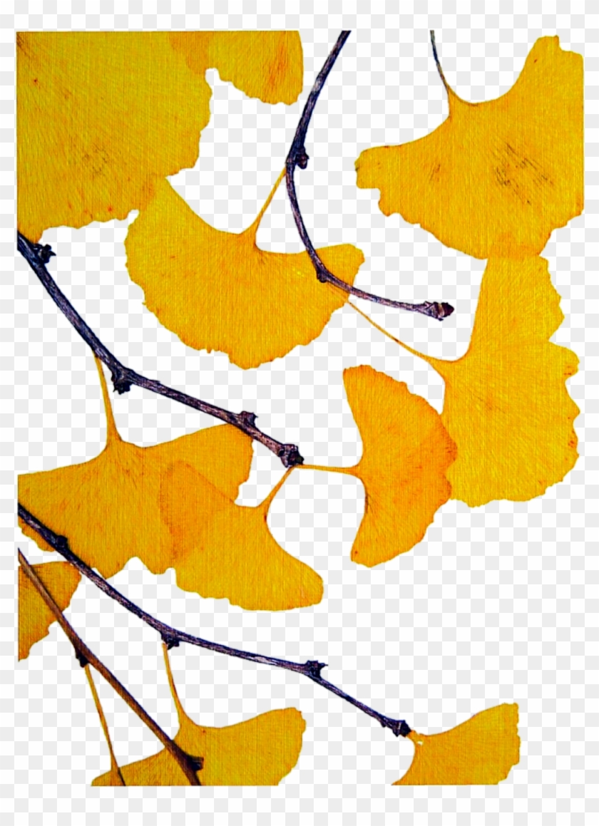 Ginkgo Biloba Tree Drawing Clip Art - Ginkgo Biloba Tree Drawing Clip Art #272564