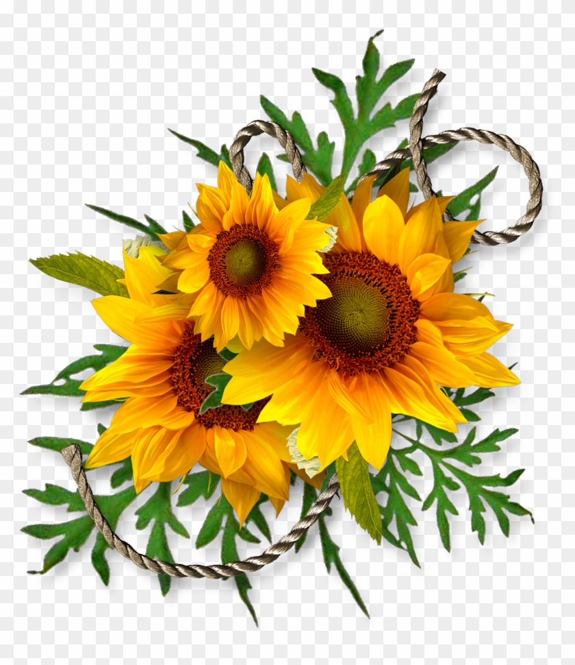 sunflower-corner-border-clipart-download-common-sunflower-free