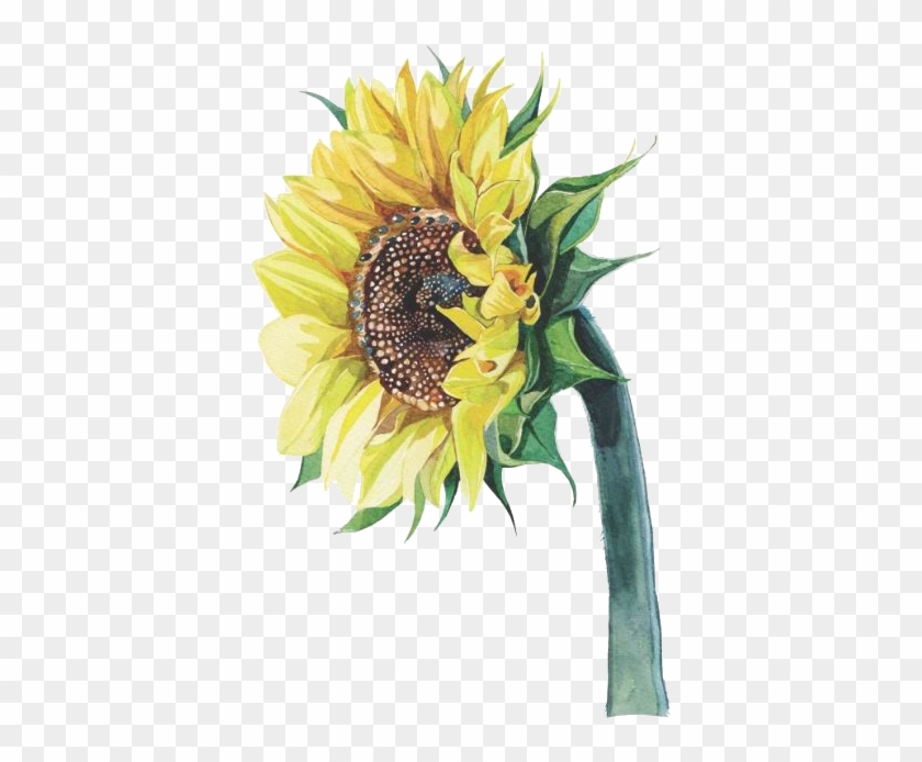 Common Sunflower Watercolor Painting Illustrator Illustration - Common Sunflower Watercolor Painting Illustrator Illustration #273777