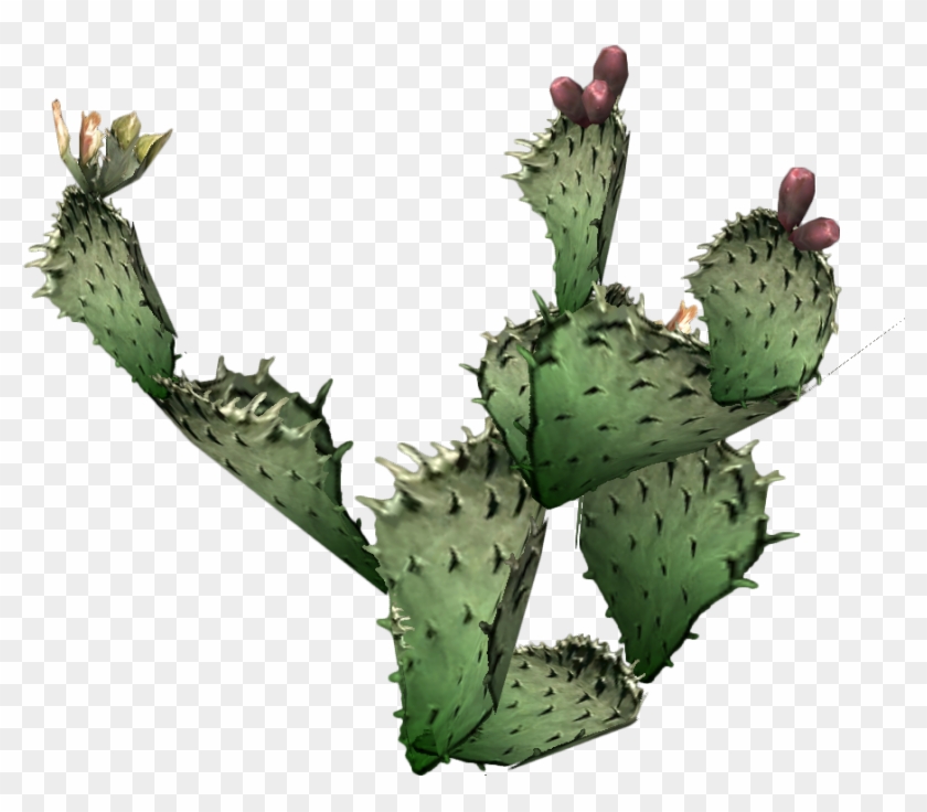 Desert Clipart Prickly Pear Cactus Real Prickly Pear Cactus Clipart Free Transparent Png Clipart Images Download