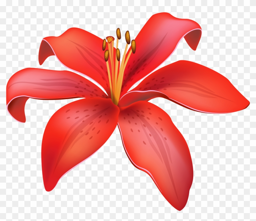 Red Lily Flower Png Clipart - Lily Flower Png #274769