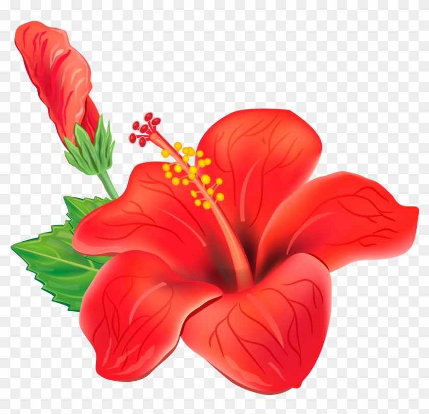 free vector hibiscus clipart