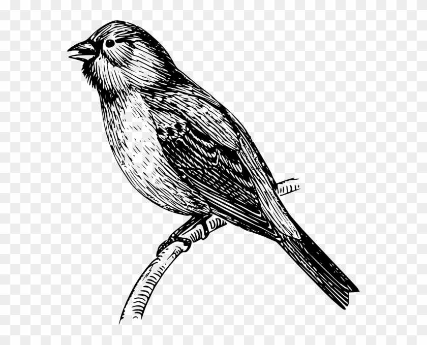 Bunting Drawing Clip Art - Mockingbird Drawing Png #276530