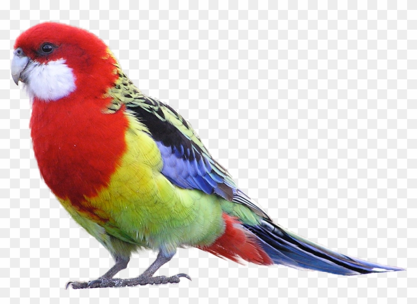 Eastern Rosella - Rosella Clipart #276577