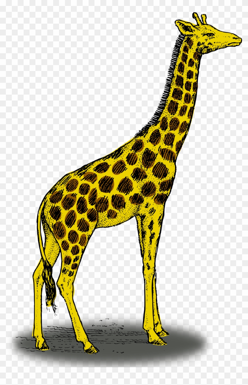 Colored Giraffe Small Clipart 300pixel Size, Free Design - Color Is A Giraffe #278075