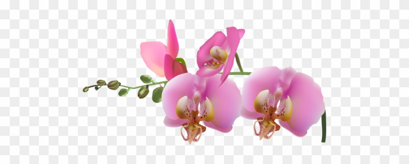 Orchidea Pink Virágoznak Cluster Árnyék Var 13 R [átalakított - Transparent Orxidea Png #279282