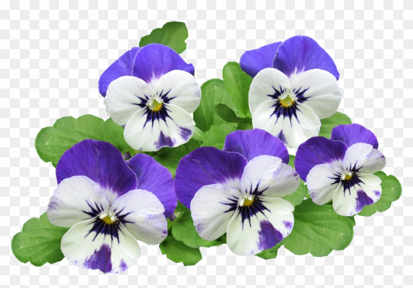 Pansy, Flowers, Summer - Pansy Flower Png #280010