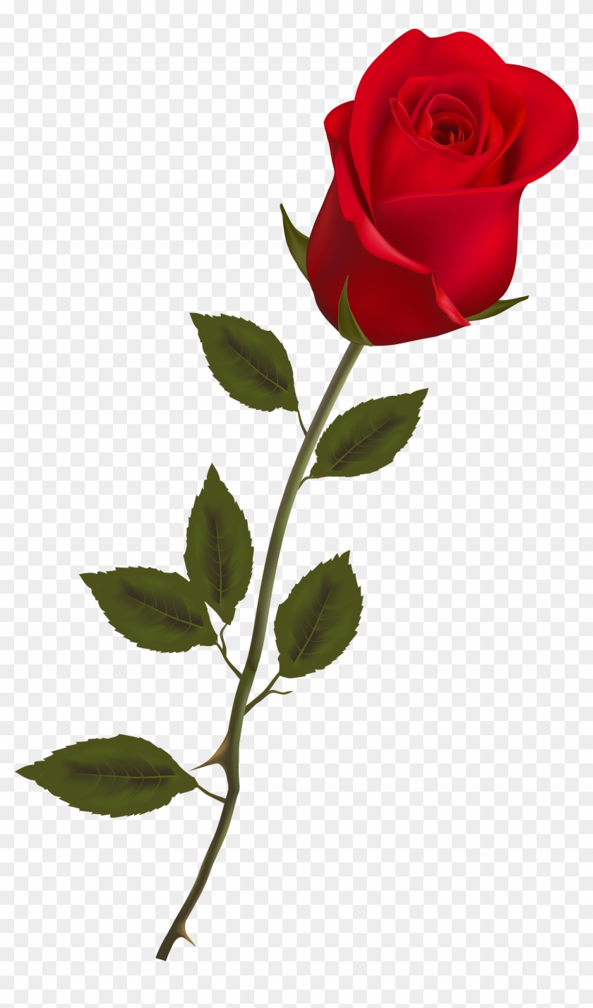 Download Beautiful Stem Red Rose Png Clipart Rose Png Free Transparent Png Clipart Images Download