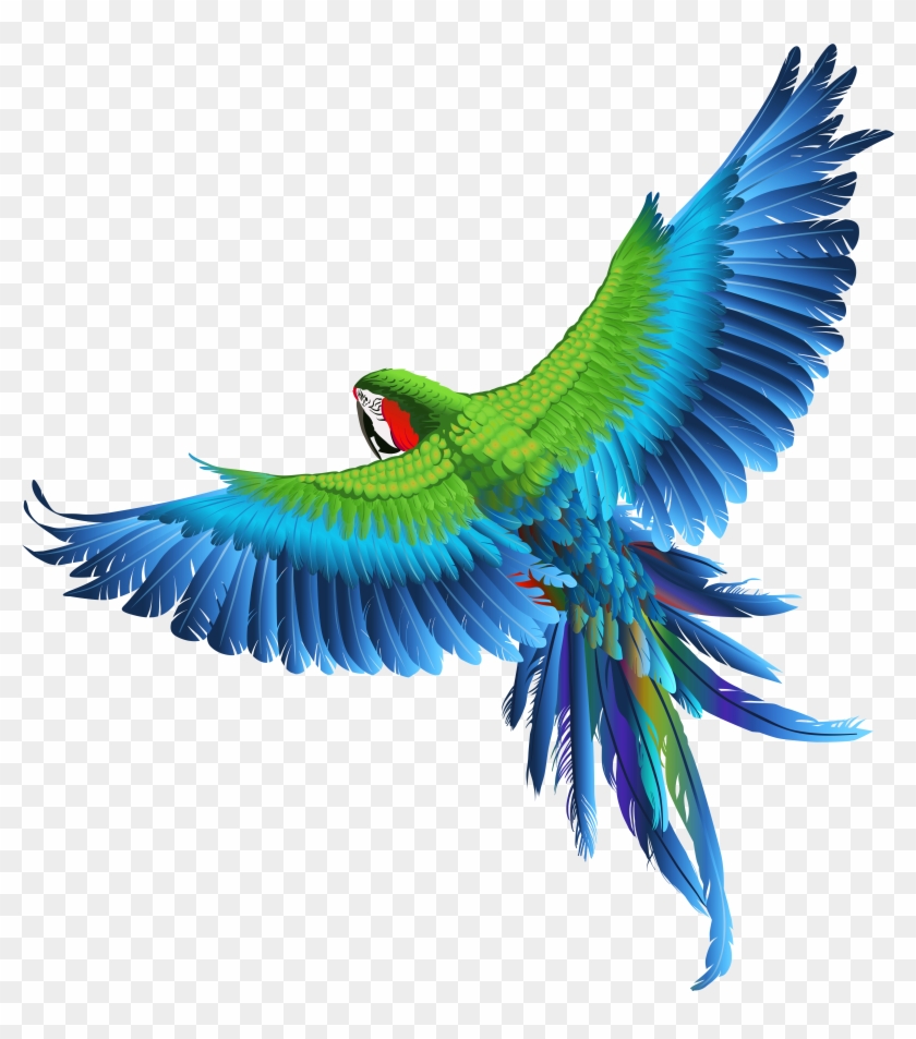 Parrot Clipart Transparent Background - Parrot Clipart Transparent #284269