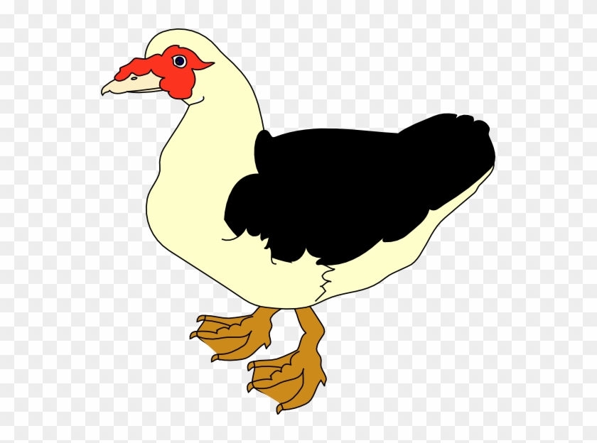 Clipart Info - Muscovy Duck Clipart #285357