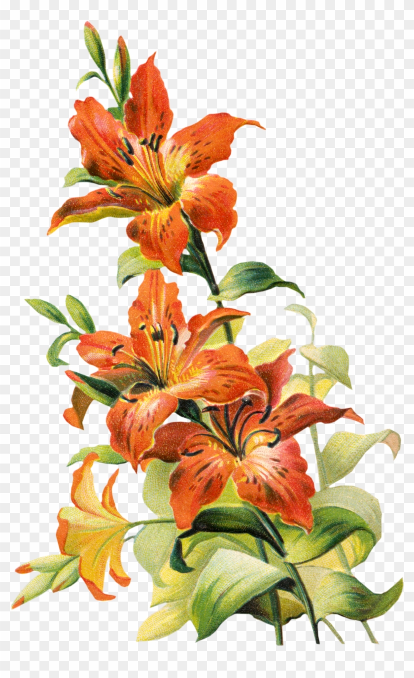 Vintage Flower Clipart Lillies Tiger Lily Flower Png Free