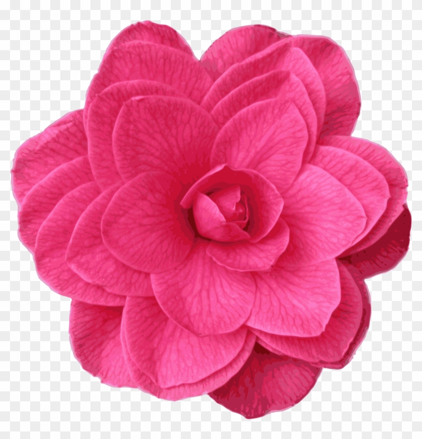 Camellia Png #286775