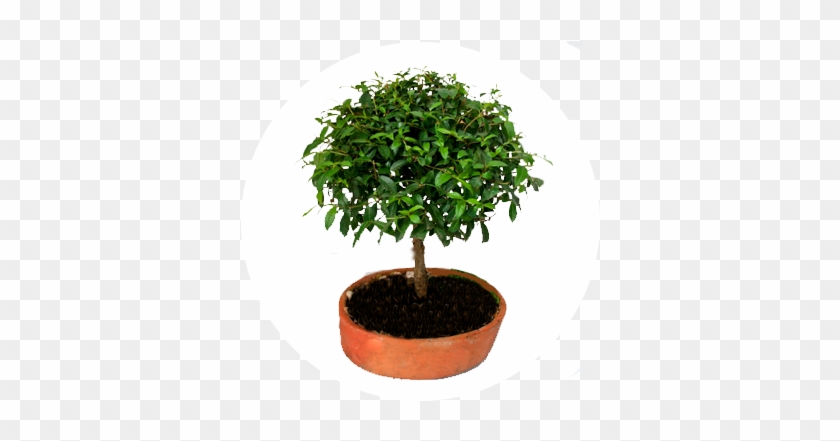 Affordable Bonsai With Plantas Decorativas Para Interiores - Sageretia Theezans #288242