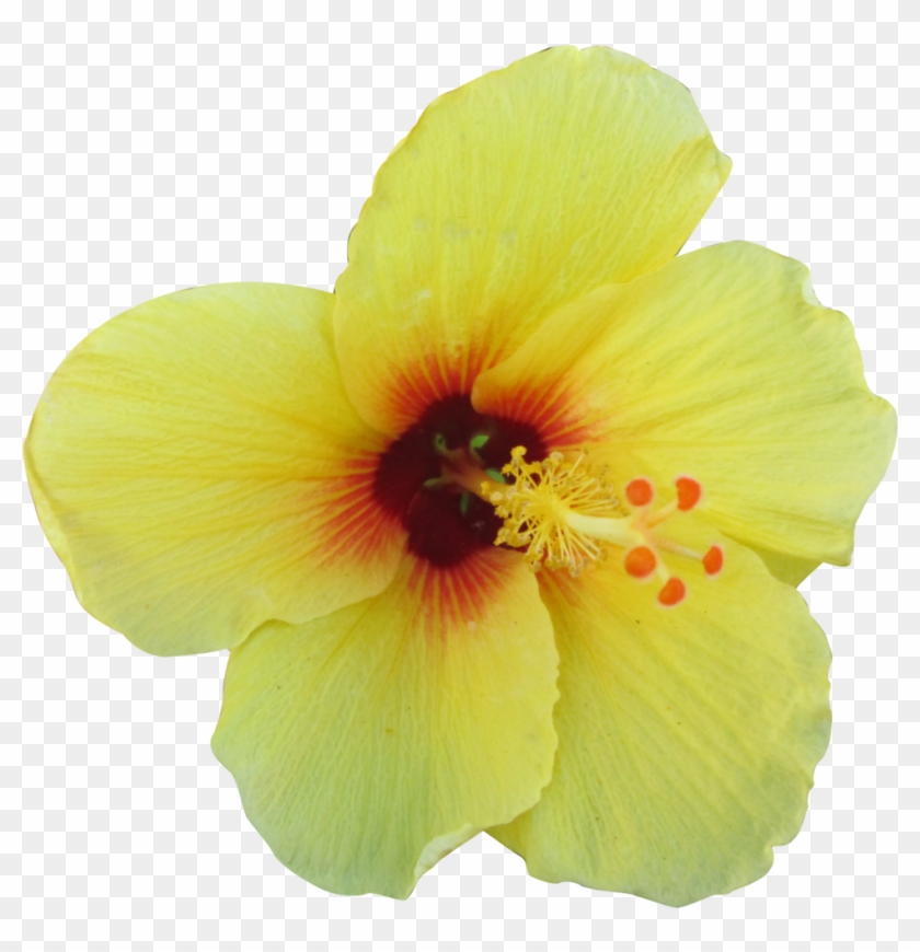 Yellow Tropical Flower Png #288451