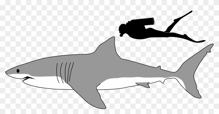 Shark Black And White Great White Shark Wikipedia - Great White Shark Size #290569