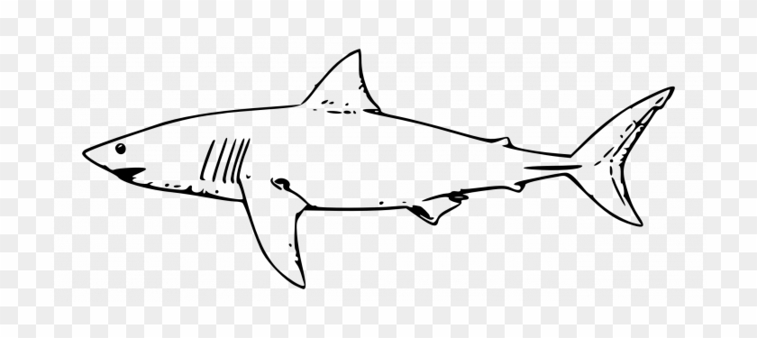 animals  coloring pages animals whale shark drawing  great