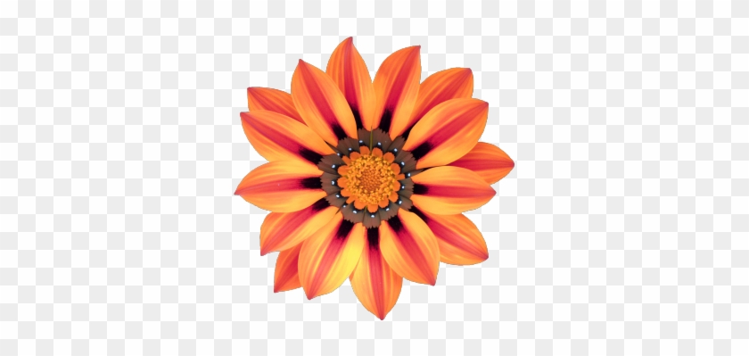 Gazania Flower #292337