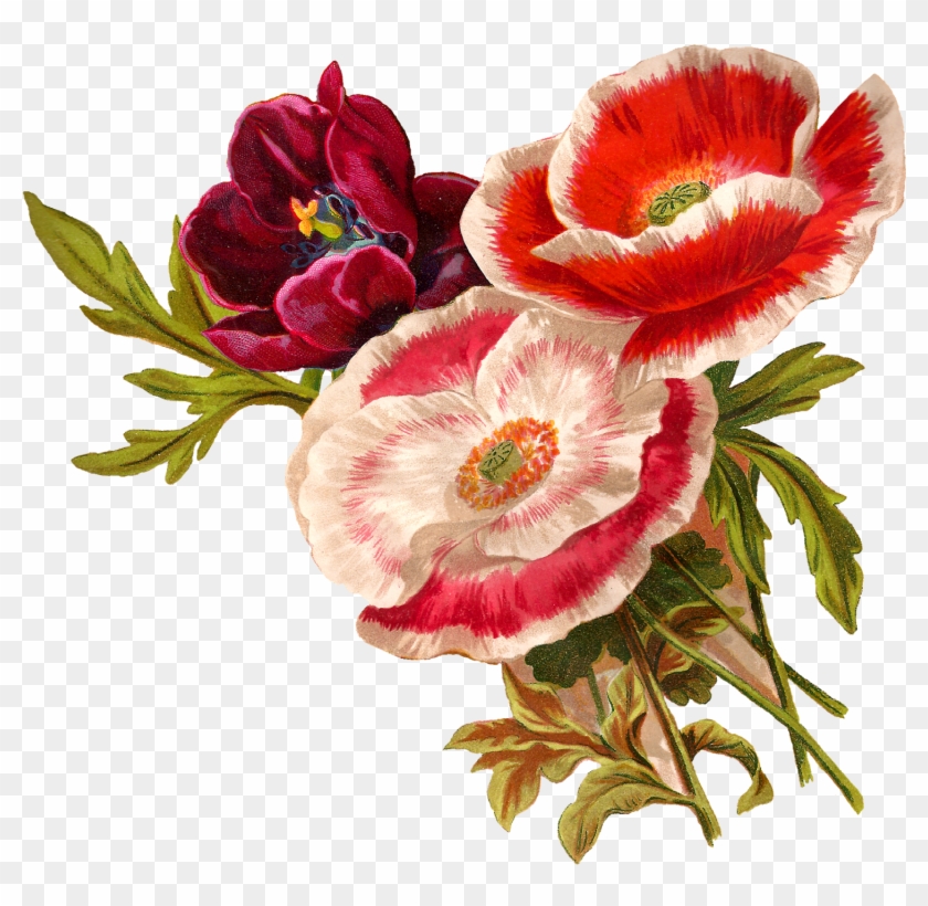 Antique Images Vintage Poppy Flower Clip Art Botanical - Poppy Flower Clip Art #292488