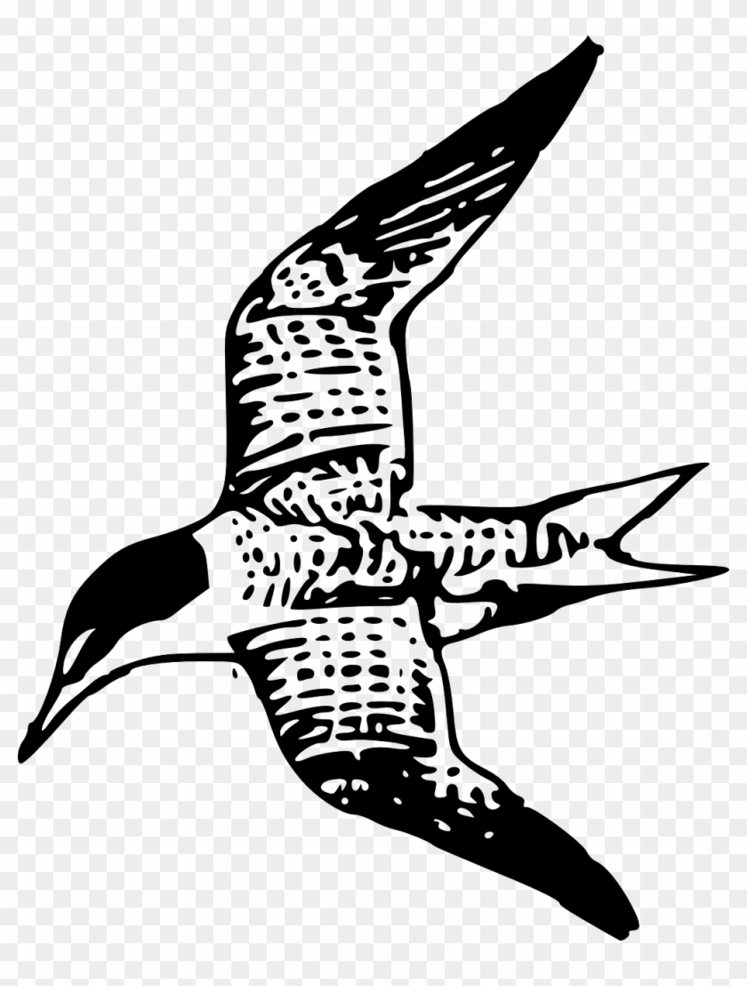 Tern Bird Fly Flying Shore Bird Png Image - Clip Art #294028