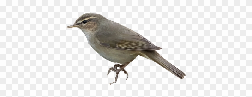 Dusky Warbler / Phylloscopus Fuscatus - Gray Catbird #294144