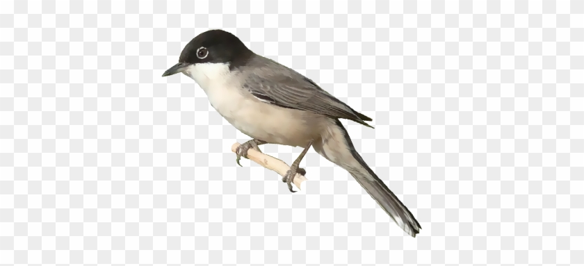 Arabian Warbler - Eastern Kingbird #294148