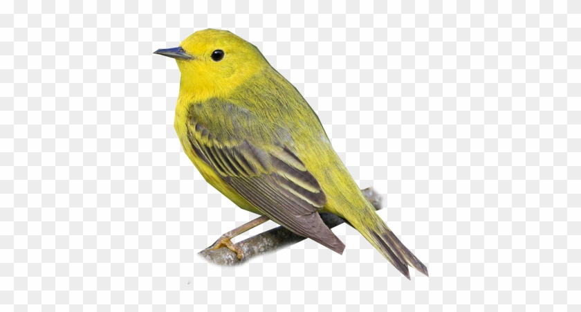 Yellow Warbler - Life List #294242