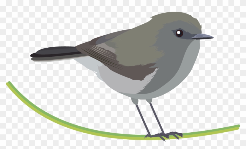 Grey Warbler Png #294322